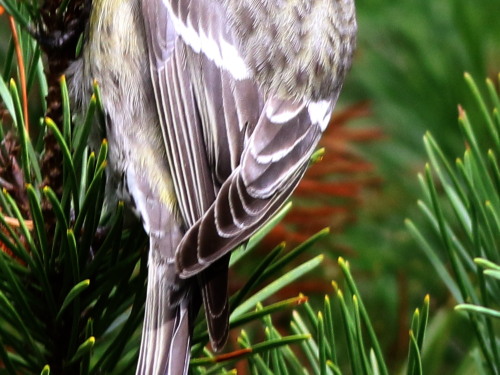 Two-barred Crossbill