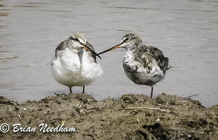 spotted redshank