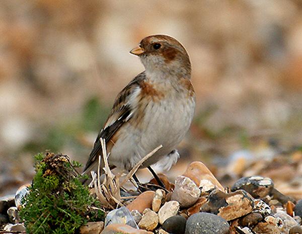 Snow Bunting