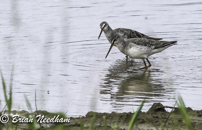 Spotted Redshank