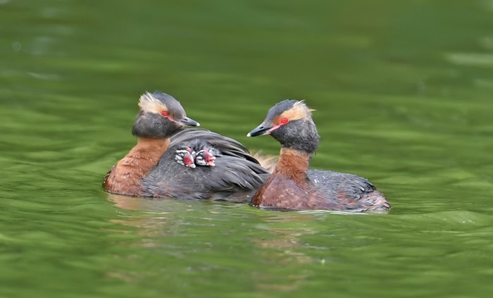 Slavonian Grebe