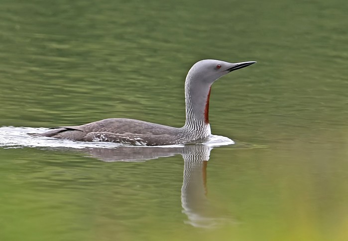 Red-throated Diver
