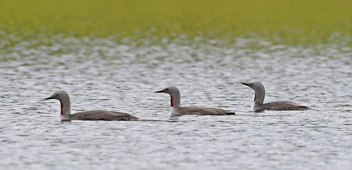 Red-throated Diver
