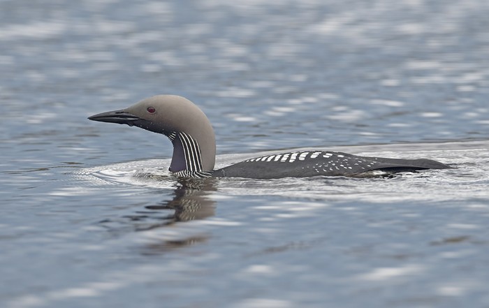 Black-throated Diver