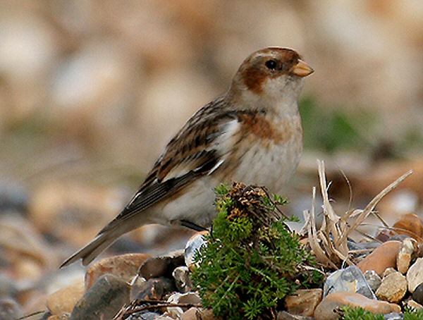 Snow Bunting
