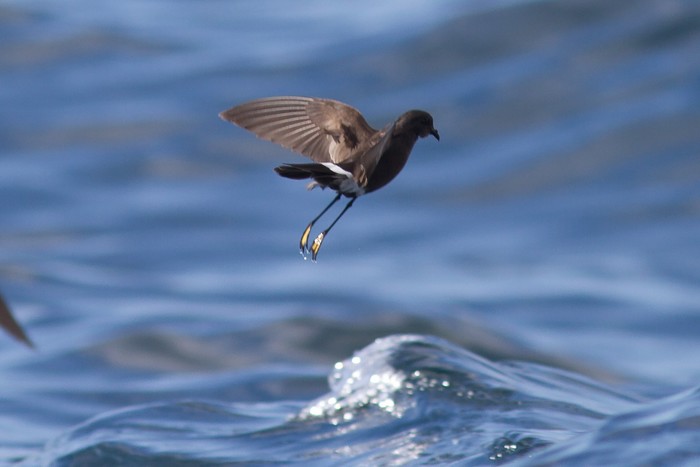 Wilson's Petrel