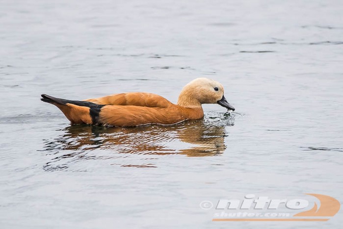 Ruddy Shelduck