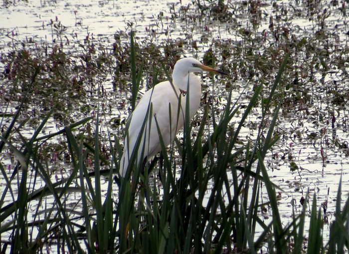 Great White Egret