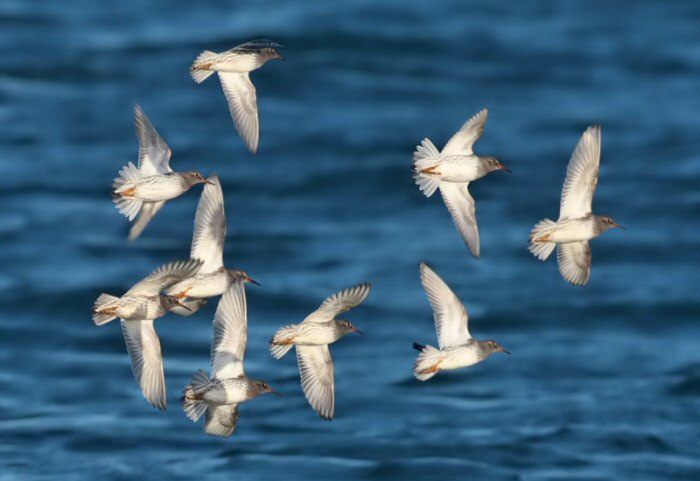 Purple Sandpiper