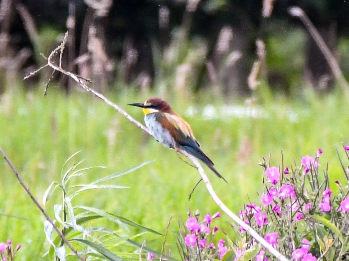 Bee-eater