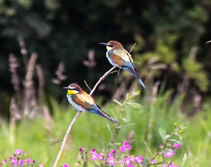 Bee-eater
