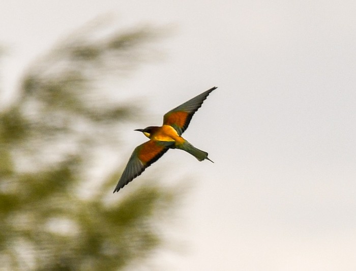 Bee-eater