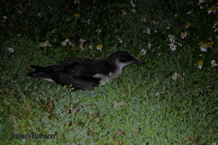Manx Shearwater