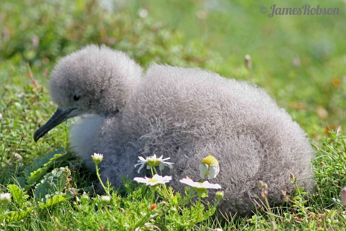 Manx Shearwater