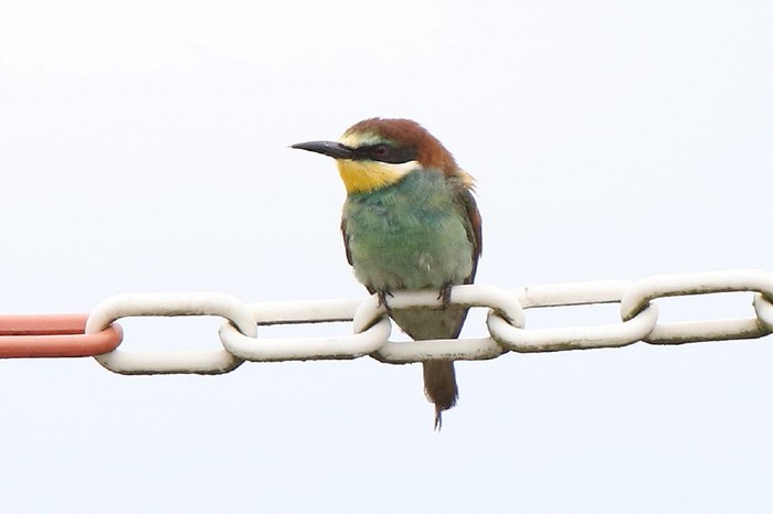Bee-eater