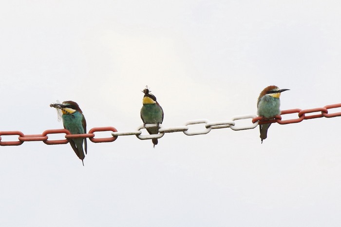 Bee-eater