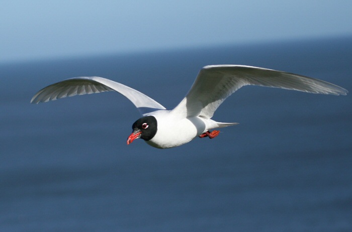 Mediterranean Gull