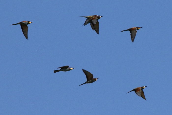 Bee-eater