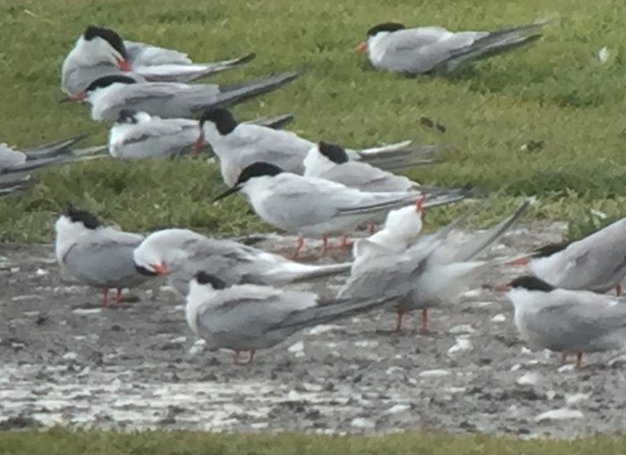 Roseate Tern