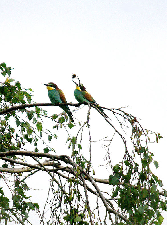 Bee-eater