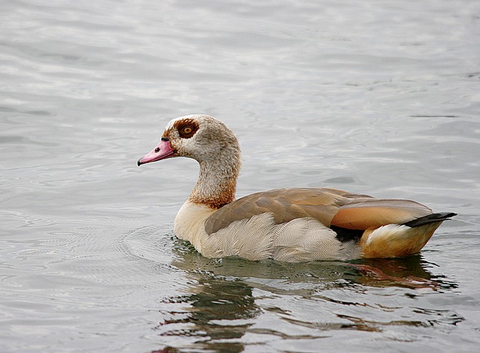 Egyptian Goose