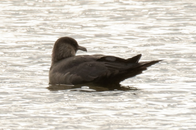 Arctic Skua