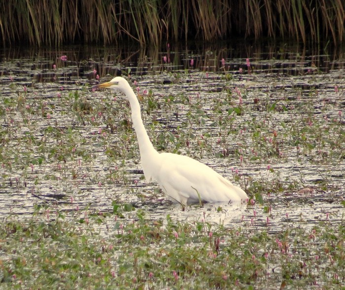 Great White Egret