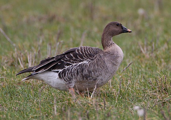 Tundra Bean Goose
