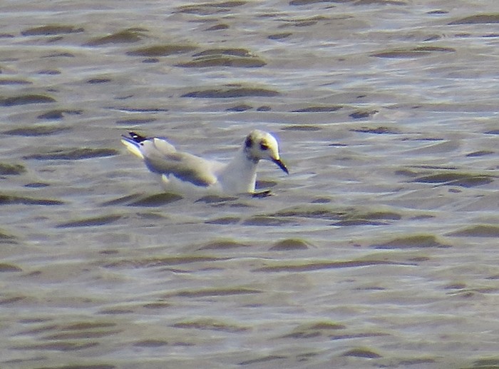 Bonaparte's Gull