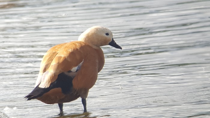 Ruddy Shelduck