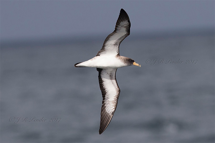 Cory's Shearwater