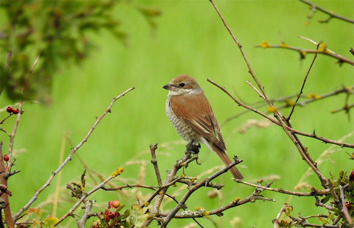 Red-backed Shrike