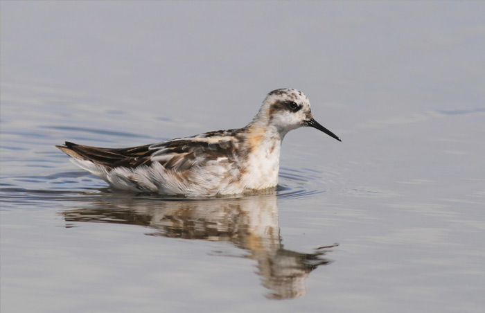 Red-necked Phalarope