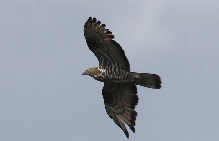 Honey Buzzard