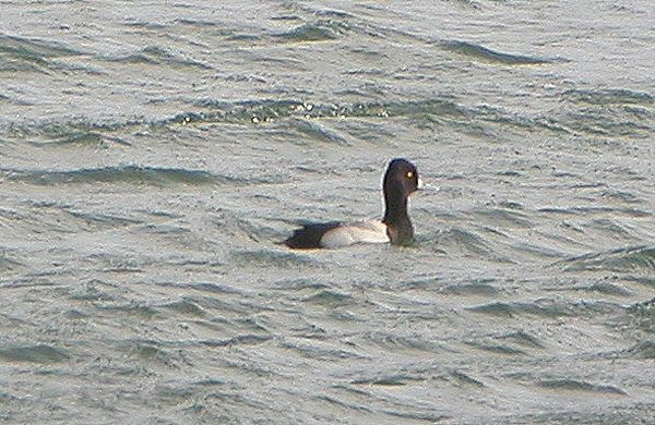 Lesser Scaup