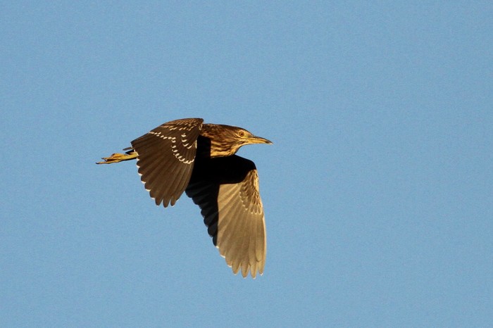 Night Heron