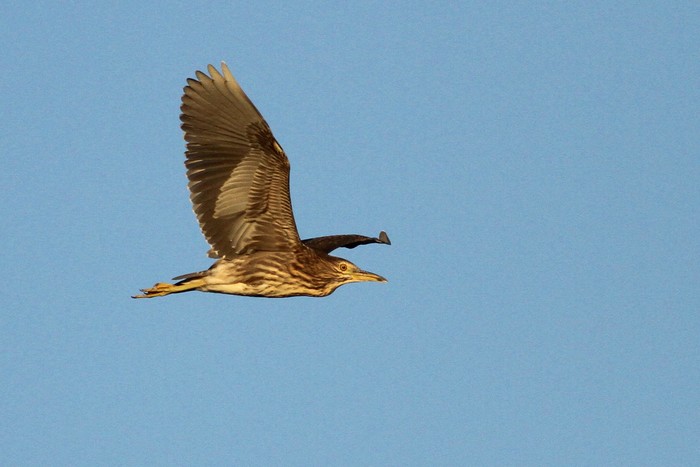 Night Heron