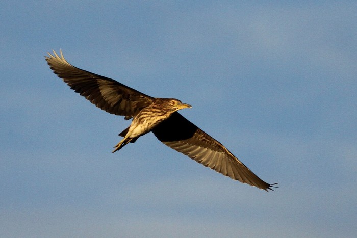Night Heron