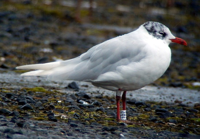 Mediterranean Gull