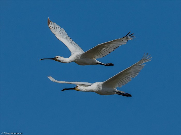 Spoonbill