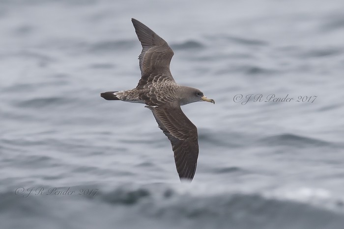 Cory's Shearwater