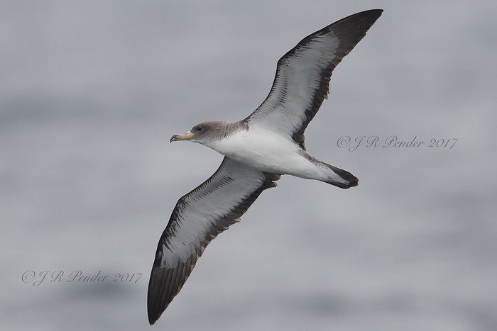 Cory's Shearwater