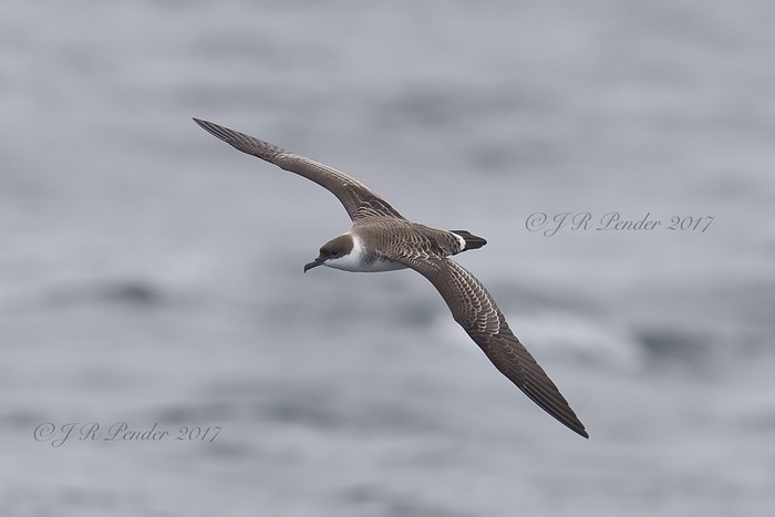 Great Shearwater