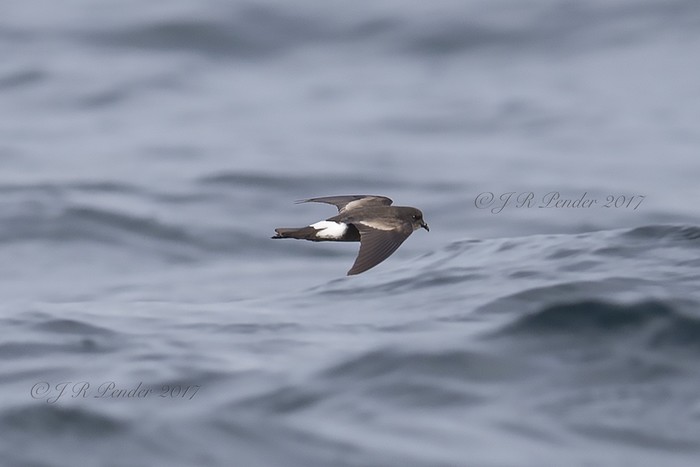 Wilson's Petrel