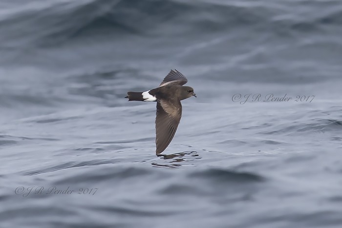 Wilson's Petrel