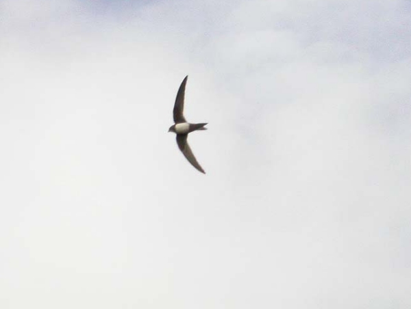 Alpine Swift