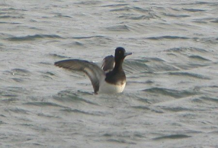 Lesser Scaup
