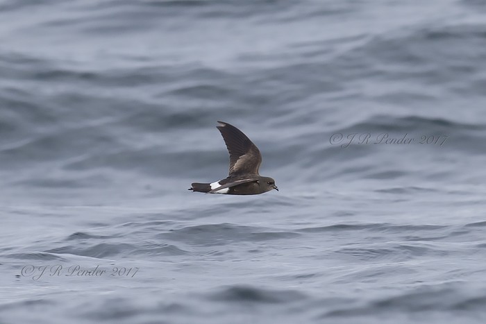 Wilson's Petrel