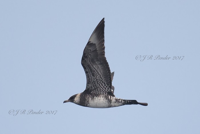 Pomarine Skua