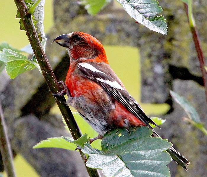 Two-barred Crossbill